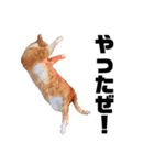 我が家の愉快な猫ズ（個別スタンプ：14）