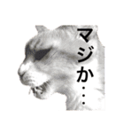 我が家の愉快な猫ズ（個別スタンプ：15）