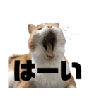 我が家の愉快な猫ズ（個別スタンプ：17）