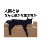 我が家の愉快な猫ズ（個別スタンプ：19）