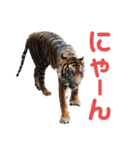 我が家の愉快な猫ズ（個別スタンプ：20）