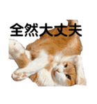 我が家の愉快な猫ズ（個別スタンプ：21）