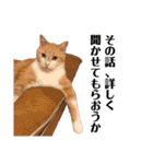 我が家の愉快な猫ズ（個別スタンプ：23）