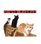 我が家の愉快な猫ズ（個別スタンプ：24）