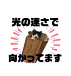 我が家の愉快な猫ズ（個別スタンプ：25）