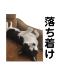 我が家の愉快な猫ズ（個別スタンプ：26）
