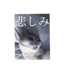 我が家の愉快な猫ズ（個別スタンプ：27）