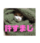 我が家の愉快な猫ズ（個別スタンプ：28）