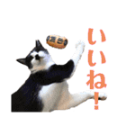 我が家の愉快な猫ズ（個別スタンプ：29）