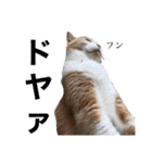 我が家の愉快な猫ズ（個別スタンプ：30）