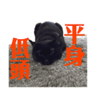 我が家の愉快な猫ズ（個別スタンプ：31）