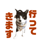 我が家の愉快な猫ズ（個別スタンプ：32）