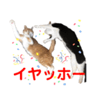 我が家の愉快な猫ズ（個別スタンプ：33）