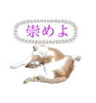 我が家の愉快な猫ズ（個別スタンプ：36）