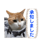 我が家の愉快な猫ズ（個別スタンプ：37）