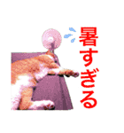 我が家の愉快な猫ズ（個別スタンプ：39）