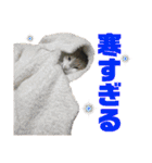 我が家の愉快な猫ズ（個別スタンプ：40）