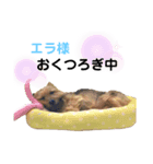 エラさんスタンプ②（個別スタンプ：8）