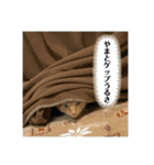 やまとくんに送るオリマリ（個別スタンプ：1）