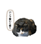 やまとくんに送るオリマリ（個別スタンプ：5）