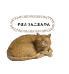 やまとくんに送るオリマリ（個別スタンプ：8）