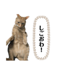 やまとくんに送るオリマリ（個別スタンプ：9）