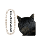 やまとくんに送るオリマリ（個別スタンプ：11）