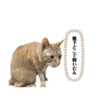 やまとくんに送るオリマリ（個別スタンプ：12）