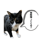 やまとくんに送るオリマリ（個別スタンプ：13）