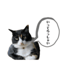 やまとくんに送るオリマリ（個別スタンプ：15）