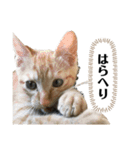 やまとくんに送るオリマリ（個別スタンプ：16）