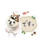 チワワのろよ♡ご挨拶スタンプ（個別スタンプ：1）