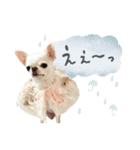チワワのろよ♡ご挨拶スタンプ（個別スタンプ：2）