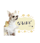 チワワのろよ♡ご挨拶スタンプ（個別スタンプ：3）