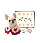 チワワのろよ♡ご挨拶スタンプ（個別スタンプ：4）