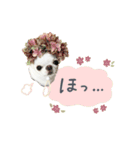 チワワのろよ♡ご挨拶スタンプ（個別スタンプ：5）