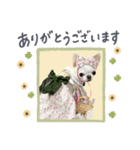 チワワのろよ♡ご挨拶スタンプ（個別スタンプ：6）