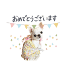チワワのろよ♡ご挨拶スタンプ（個別スタンプ：7）