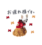 チワワのろよ♡ご挨拶スタンプ（個別スタンプ：8）