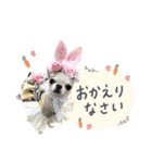 チワワのろよ♡ご挨拶スタンプ（個別スタンプ：10）