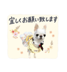 チワワのろよ♡ご挨拶スタンプ（個別スタンプ：11）