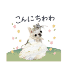 チワワのろよ♡ご挨拶スタンプ（個別スタンプ：12）