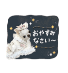 チワワのろよ♡ご挨拶スタンプ（個別スタンプ：15）