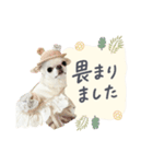 チワワのろよ♡ご挨拶スタンプ（個別スタンプ：19）