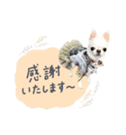 チワワのろよ♡ご挨拶スタンプ（個別スタンプ：20）
