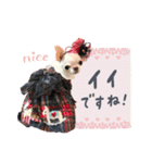 チワワのろよ♡ご挨拶スタンプ（個別スタンプ：21）