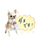 チワワのろよ♡ご挨拶スタンプ（個別スタンプ：22）