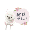 チワワのろよ♡ご挨拶スタンプ（個別スタンプ：24）