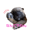 紫友会 子犬わちゃわちゃ✨（個別スタンプ：1）