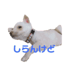 紫友会 子犬わちゃわちゃ✨（個別スタンプ：2）
